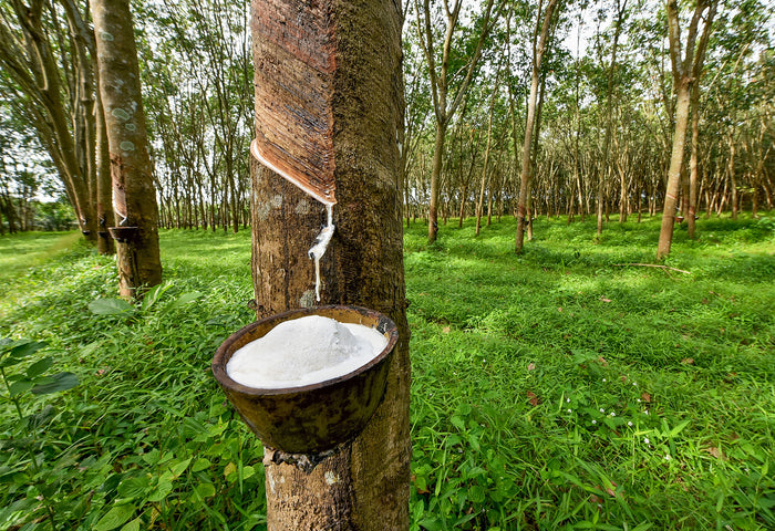 Natural latex sap being tapped from a rubber tree